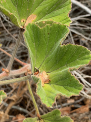 Pelargonium cucullatum cucullatum