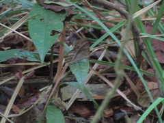 Papilionoidea