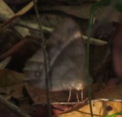 Papilionoidea