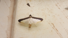 Diaphania argealis