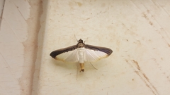 Diaphania argealis