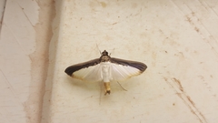 Diaphania argealis