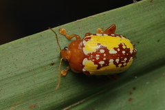 Podontia congregata