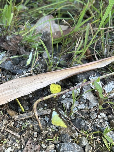 Chocolate Albatross