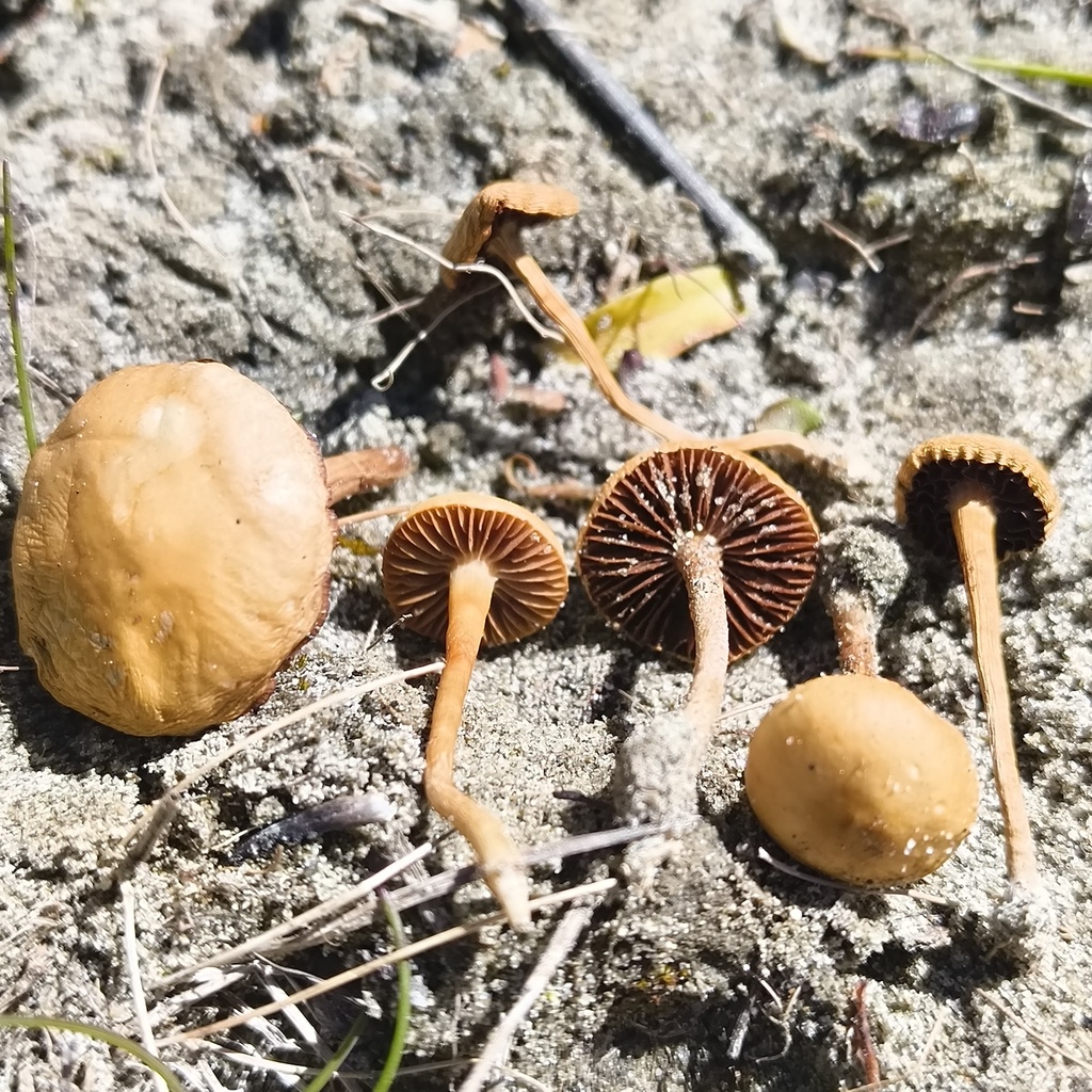 Agrocybe pediades · October 2025 · photo: © zedt (iNaturalist, cc-by)