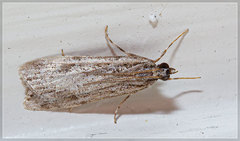 Scoparia chalicodes