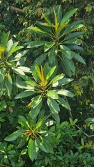 Ficus pleurocarpa, photograph (c) Evert Materman, some rights reserved (CC BY-SA)