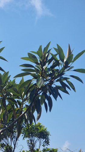 Ficus pleurocarpa, photograph 4