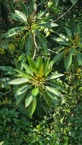 Ficus pleurocarpa, photograph 5