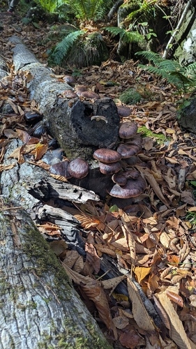 Omphalotus japonicus