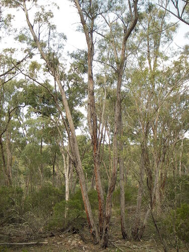 McKie's Stringybark (Eucalyptus mckieana)
