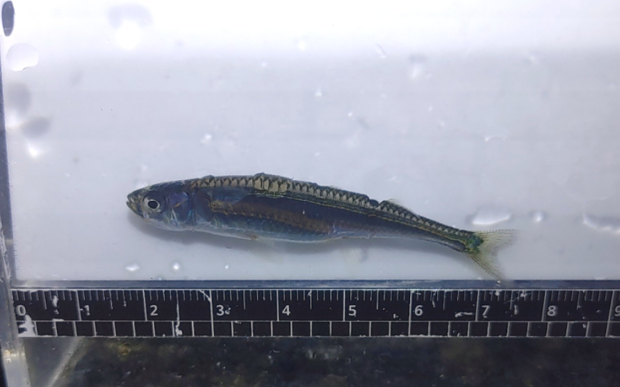 Bearded hardyhead (Atherion elymus) — Atherinidae