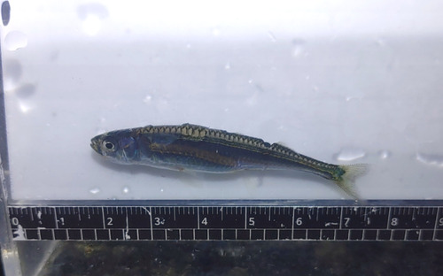 Bearded hardyhead (Atherion elymus) — Atherinidae