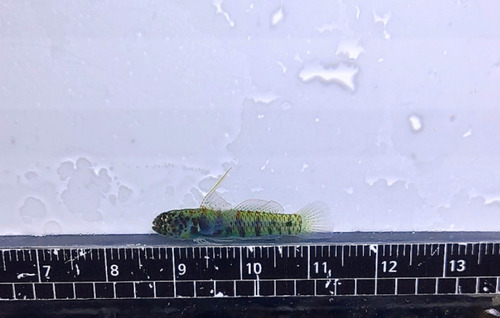 Green bubble goby (Eviota prasina) — Gobiidae — 3