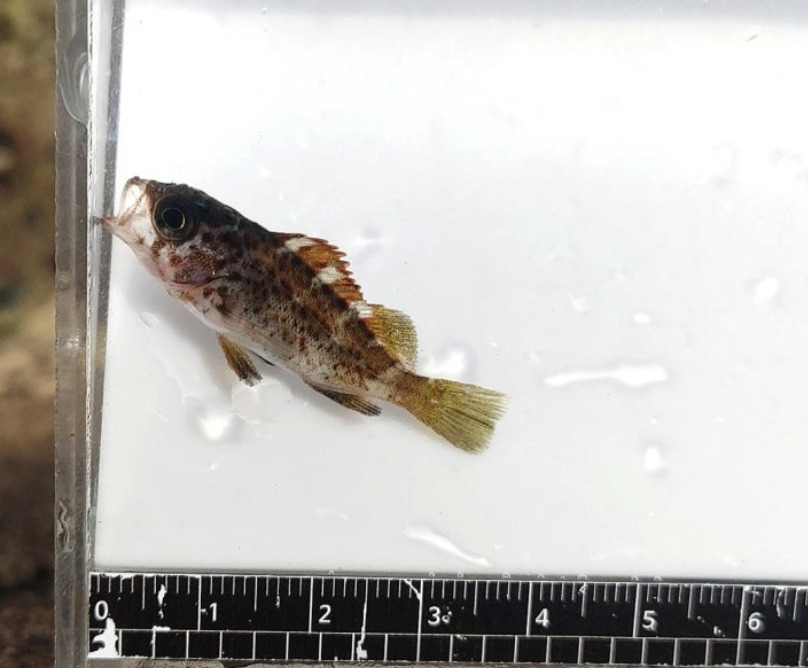 Darkbanded rockfish (Sebastes ventricosus) — Sebastidae