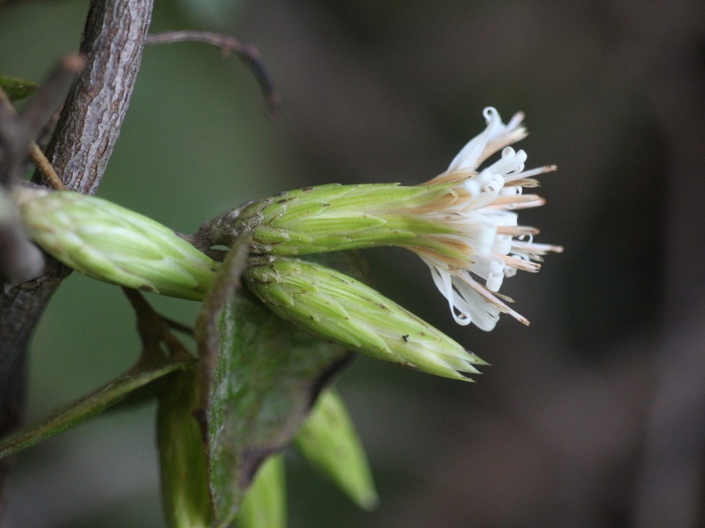 Pertya pubescens