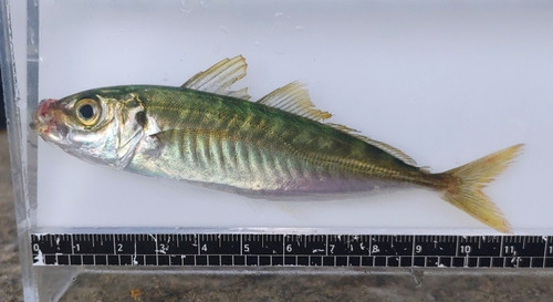 Deep-bodied round scad (Decapterus maruadsi) — Carangidae — 2