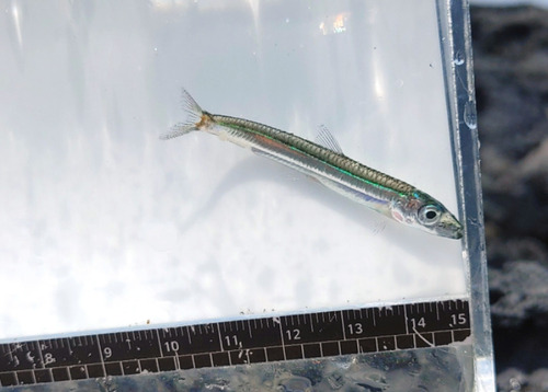 Banded blue sprat (Spratelloides gracilis) — Clupeidae — 4