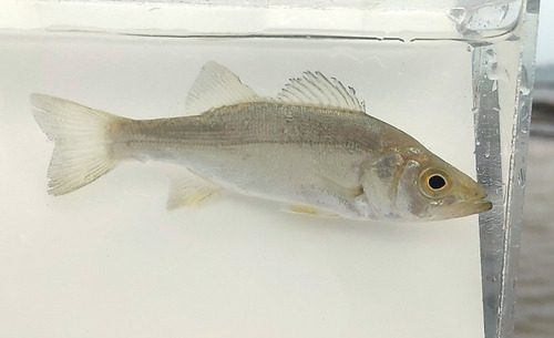 Japanse zeebaars (Lateolabrax latus) — Lateolabracidae — 4