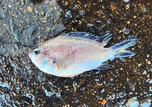 Smoky chromis (Chromis fumea) — Pomacentridae — 3