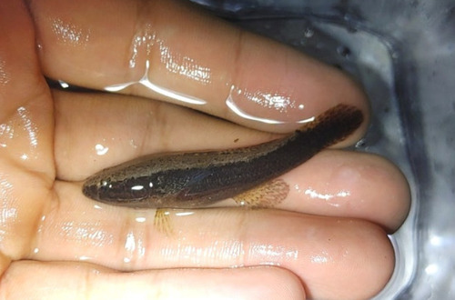 Spinycheek gudgeon (Eleotris acanthopoma) — Eleotridae — 3