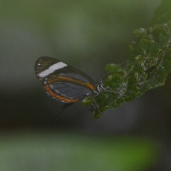 Dismorphia theucharila fortunata