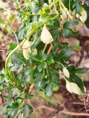 Clematis cirrhosa