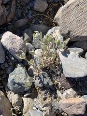 Tidestromia suffruticosa