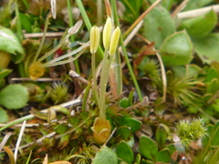 Coprosma perpusilla perpusilla