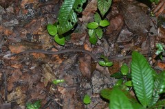 Natriciteres variegata
