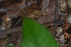 Natriciteres variegata