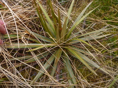 Celmisia armstrongii