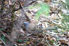 Barred Laughingthrush photo 3