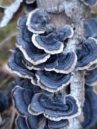 Trametes versicolor