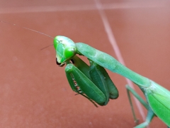 Hierodula membranacea