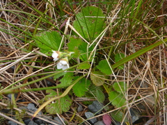 Geum cockaynei