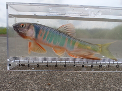 Freshwater Sprat photo 2