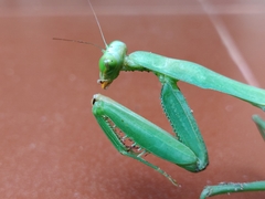 Hierodula membranacea