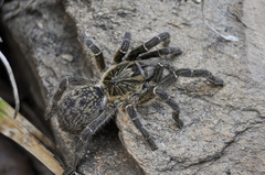 Ceratogyrus dolichocephalus