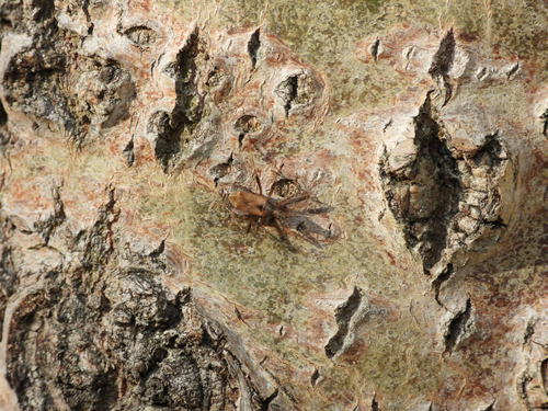 Žiaurioji Skerdblakė