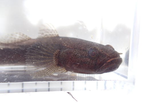 Spinycheek gudgeon (Eleotris acanthopoma) — Eleotridae — 5