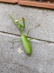 Hierodula membranacea