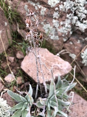 Dudleya saxosa collomiae