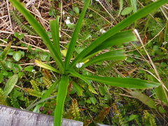 Dolichoglottis lyallii