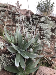 Dudleya saxosa collomiae
