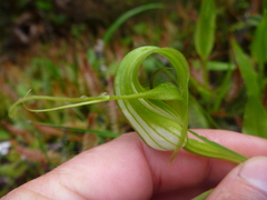 Pterostylis oliveri