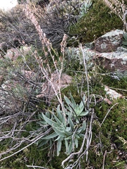 Dudleya saxosa collomiae