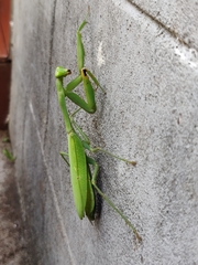 Hierodula membranacea