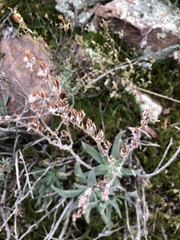 Dudleya saxosa collomiae