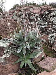 Dudleya saxosa collomiae
